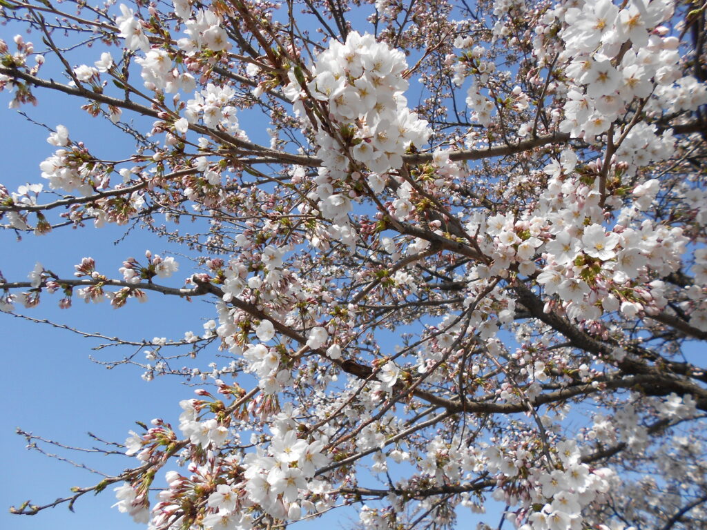 丸子川の桜